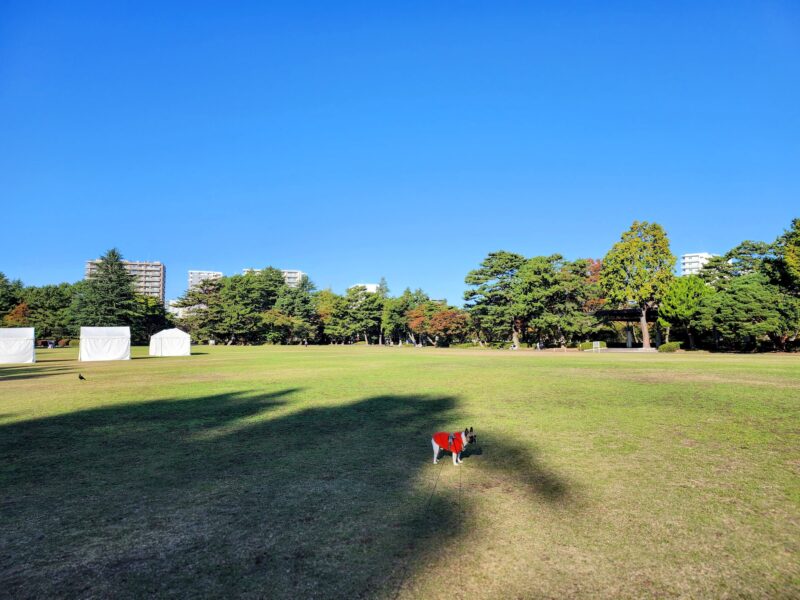 榴岡公園芝生エリア